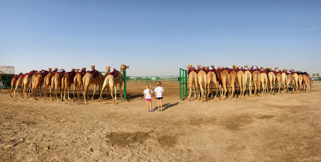 Camels Bums in Camel Beauty Competition Oman