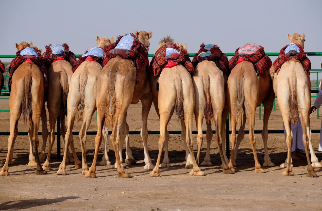 camel contest abu dhabi camel