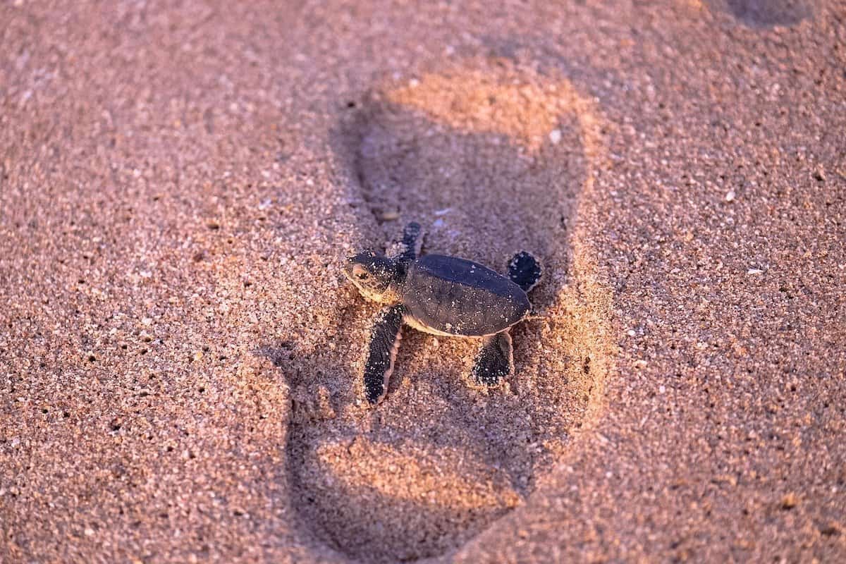 żółwie w Omanie, Malutki żółwik w drodze do morza