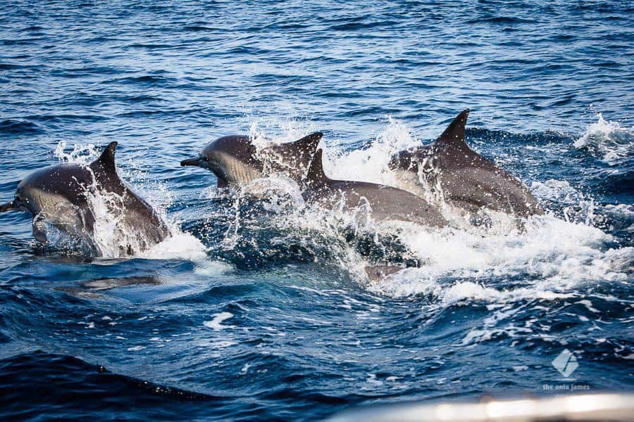 10 najlepszych miejsc do zobaczenia w Muskacie - Delfiny