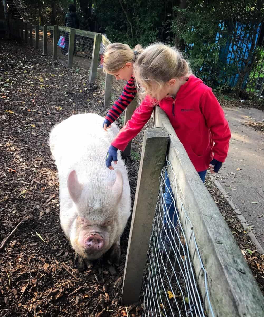 farm in london, caressing pig , the travelling twins