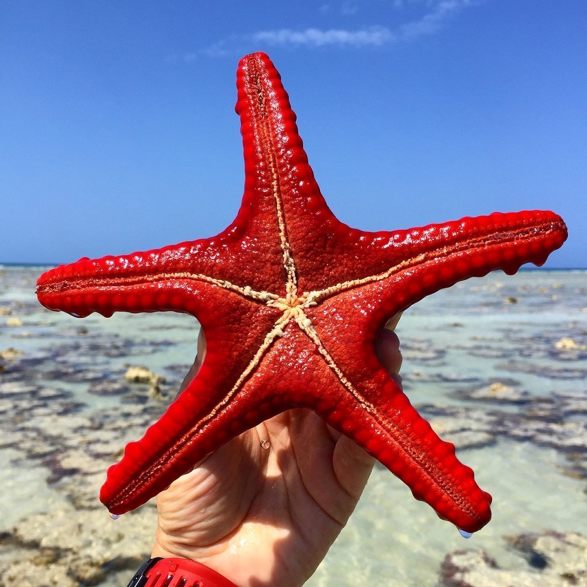 zanzibar-adventure red starfish