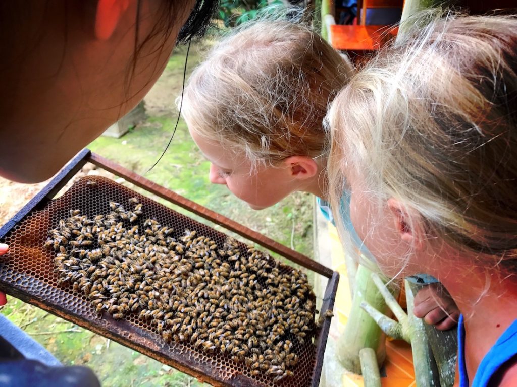 phu quoc with children visiting bee farm with kids was great experience, destination 
