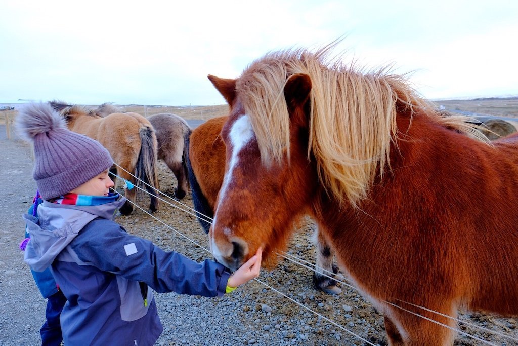 Dziewczynka karmi islandzkie konie