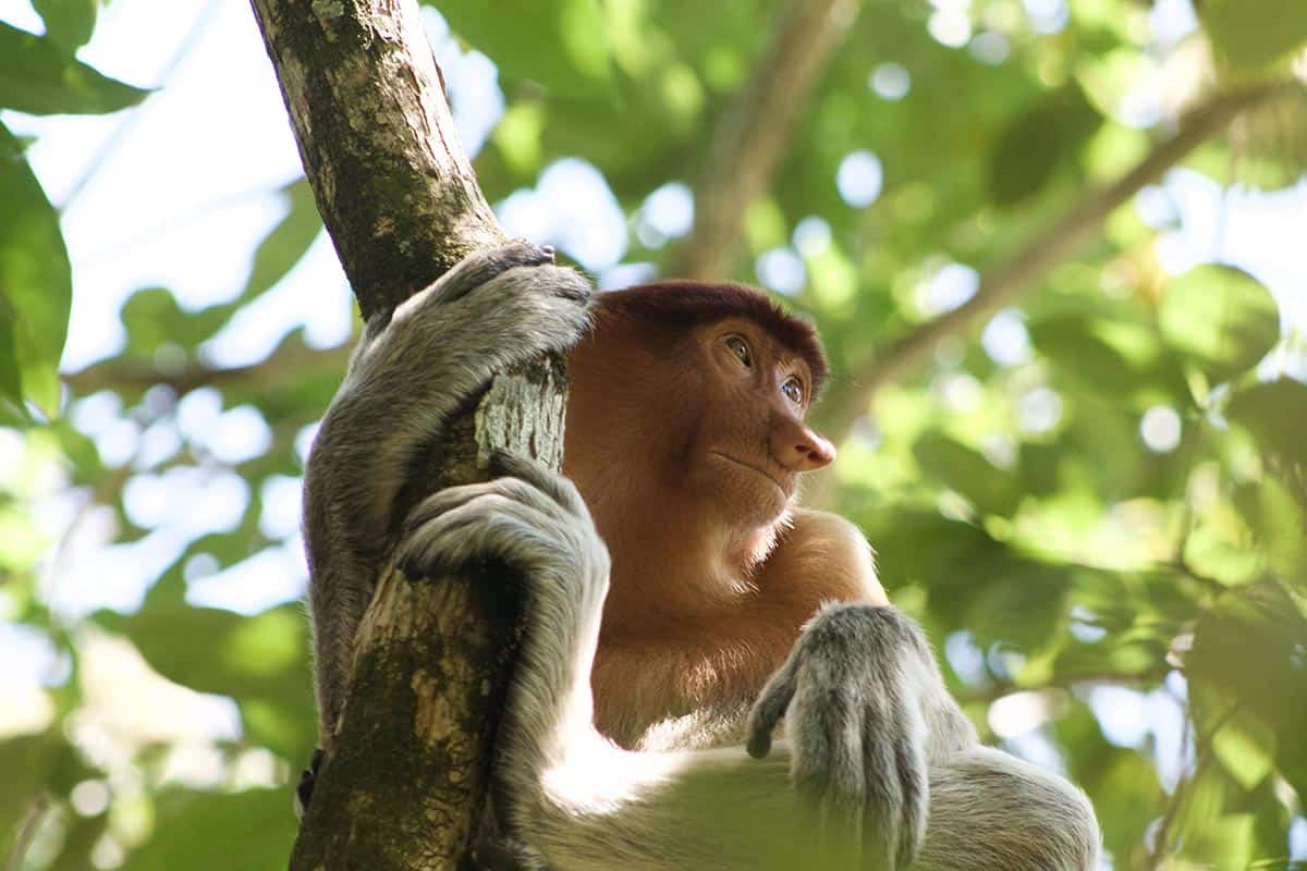 thigns to do in kuching - visit bako national park and spot proboscis monkeys 