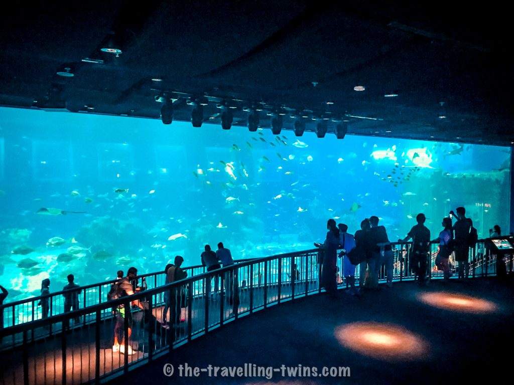 one of the place to visit in Singapore with kids is S.E.A Aquarium on Sentosa Island,  best things in singapore,  things to do in singapore today,  singapore points of interest,  