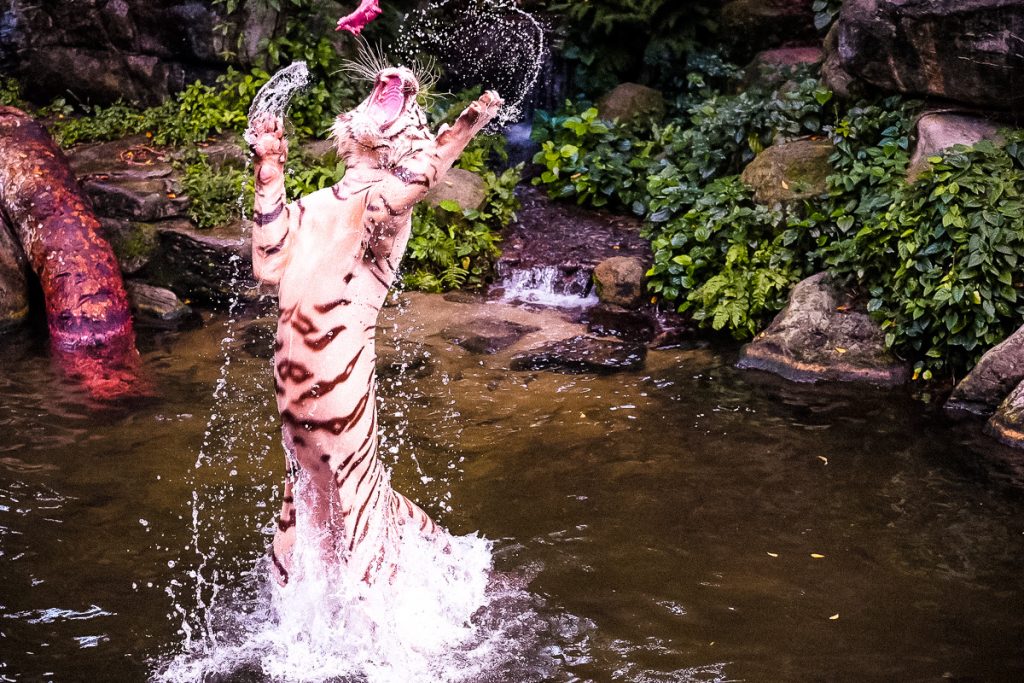 white tiger catching meat in Singapore Zoo - things to do in Singapore with kids or without