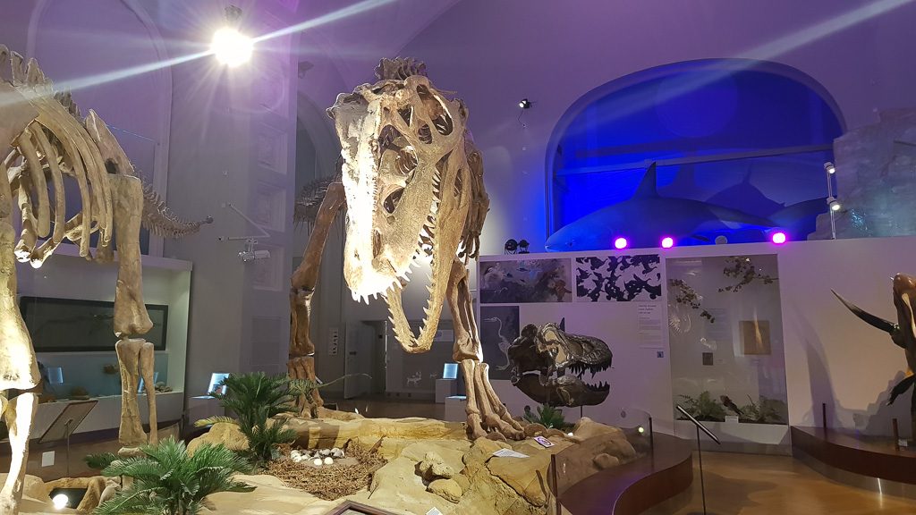 the best natural history museum in Europe - Helsinki