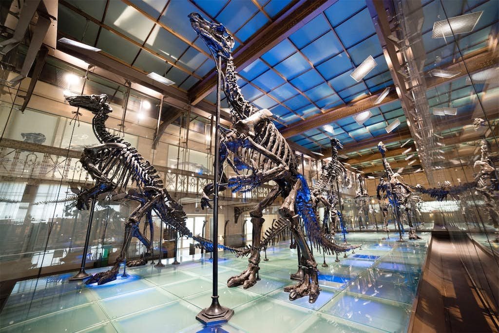 The Best Natural History Museums Around the World 10