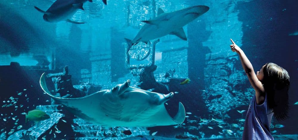 picture from https://www.atlantisbahamas.com/

whale sharks, aquarium best aquariums in the world