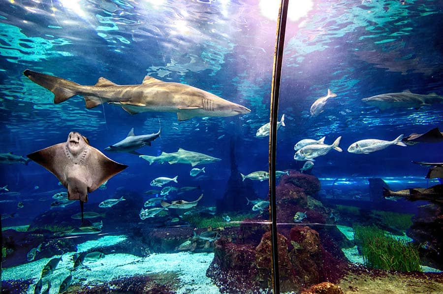 Best Aquarium in the world, world aquarium in the world, best aquariums
world’s largest
million gallons
largest aquarium
whale sharks
