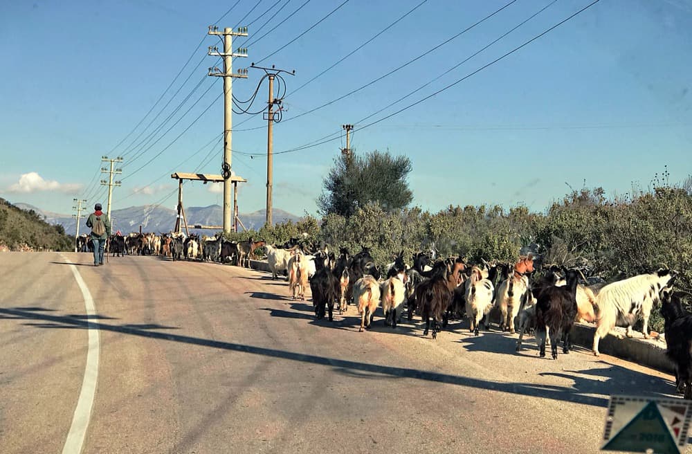 typical situation on Albanian road - crossing goats 