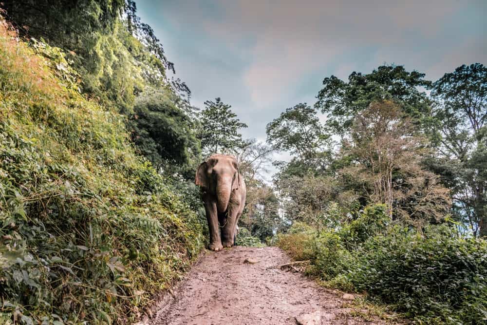 chiang mai visit elephants