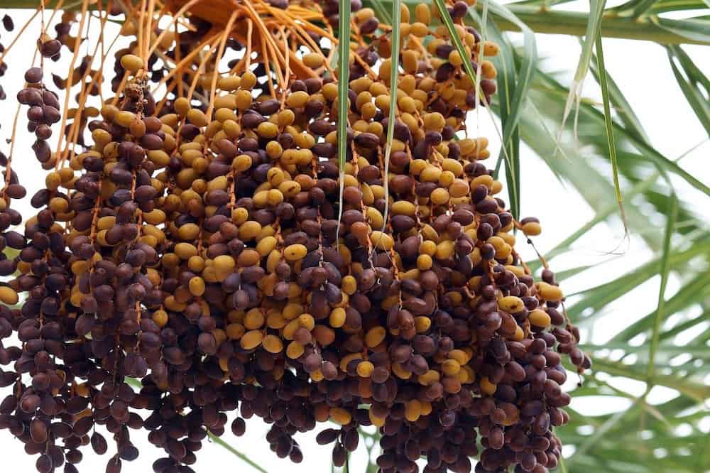 dates fruit native to middle east 