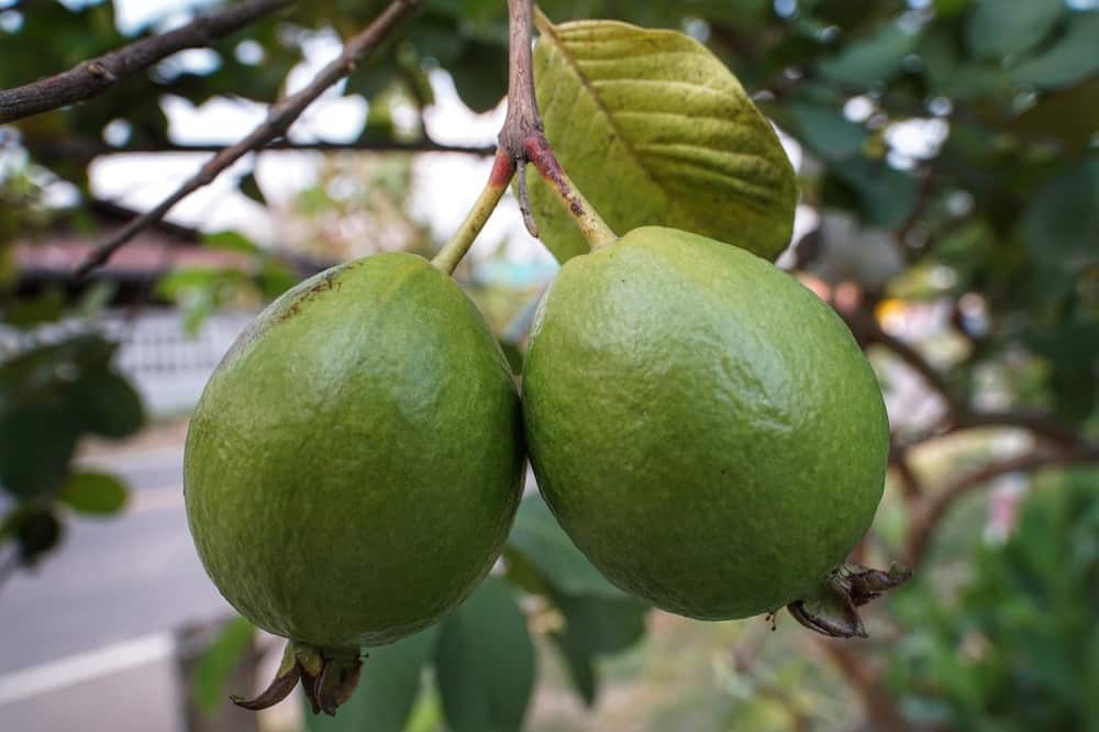 Guava -  southasian fruit i never tried 