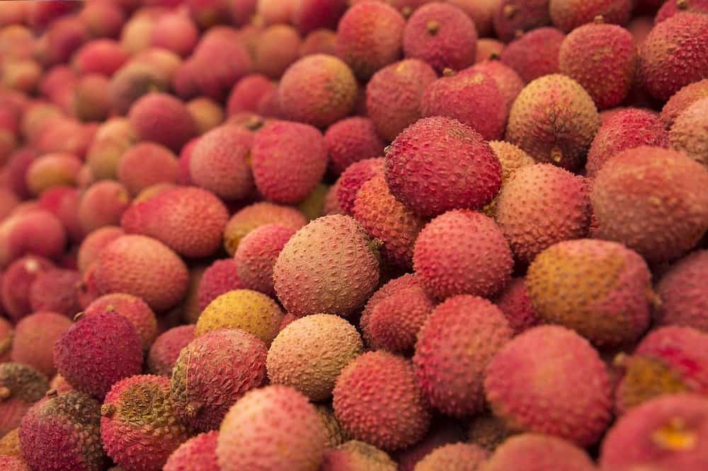 fruit trees

fruits in Vietnam