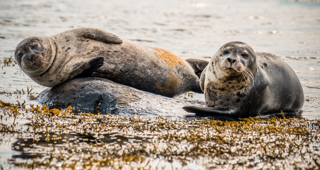 seals in Iceland