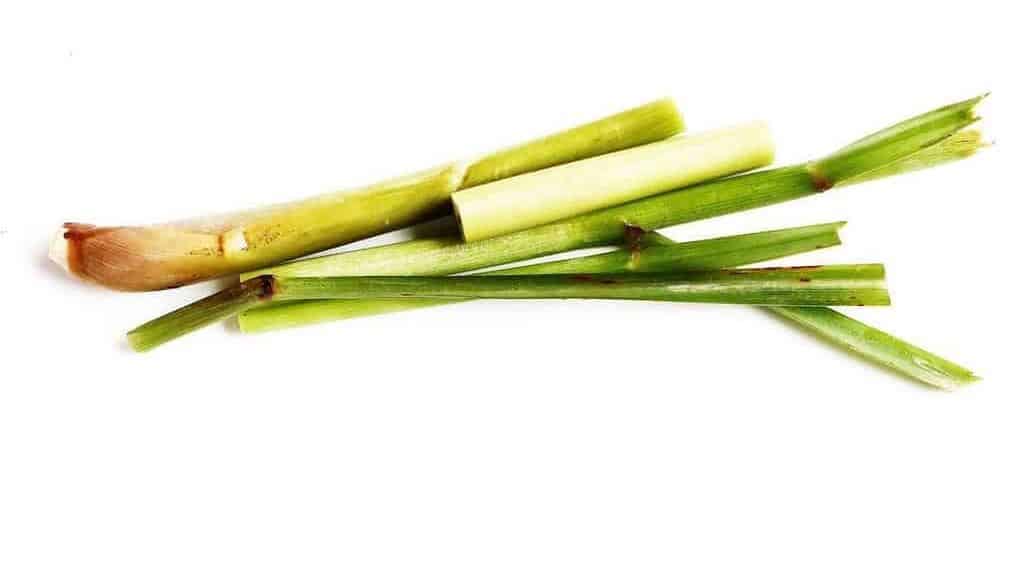 lemongrass, content
day
people
turmeric
city
today
back
private
first
culture
see
conditions

