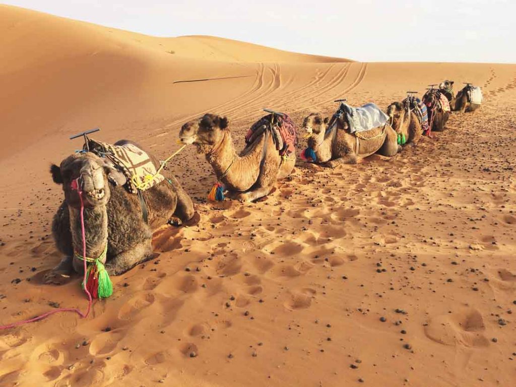 Facts about the Sahara Desert 7