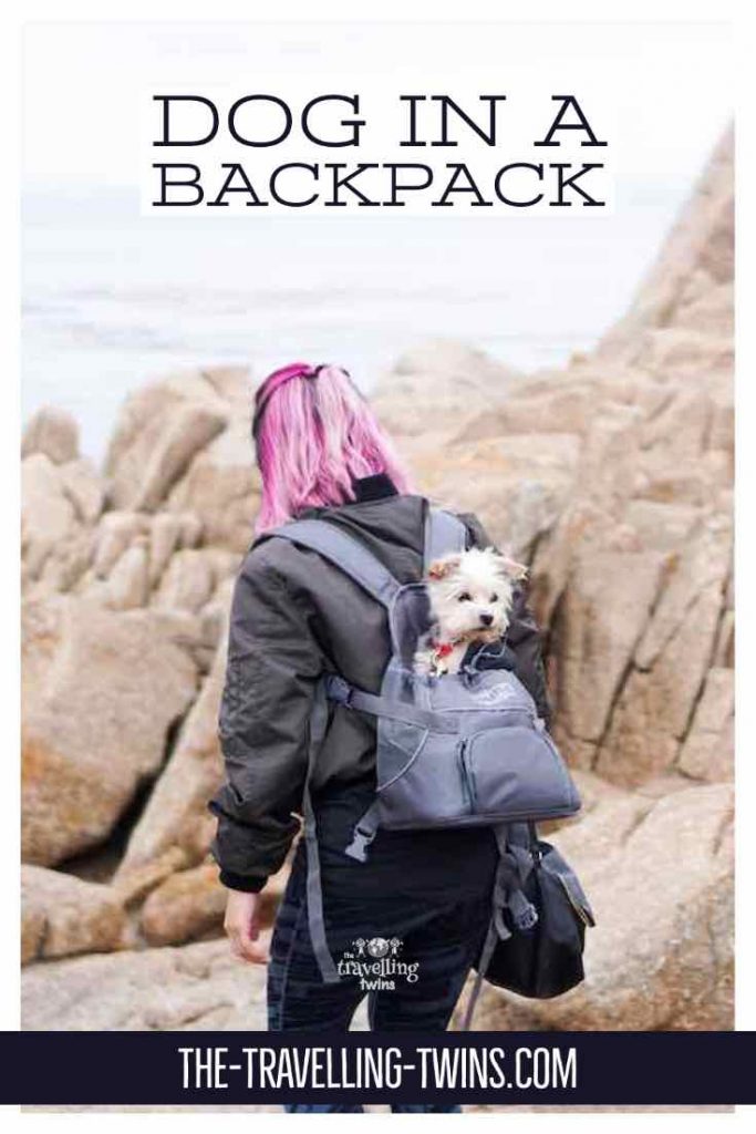 best dog carrier backpack