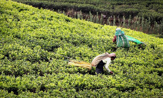 tea harvest, tea, tea plantation