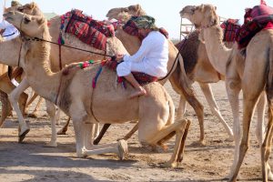 dubai camel and handler, камел