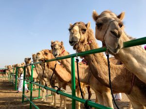 camel beauty pageant - miss camel