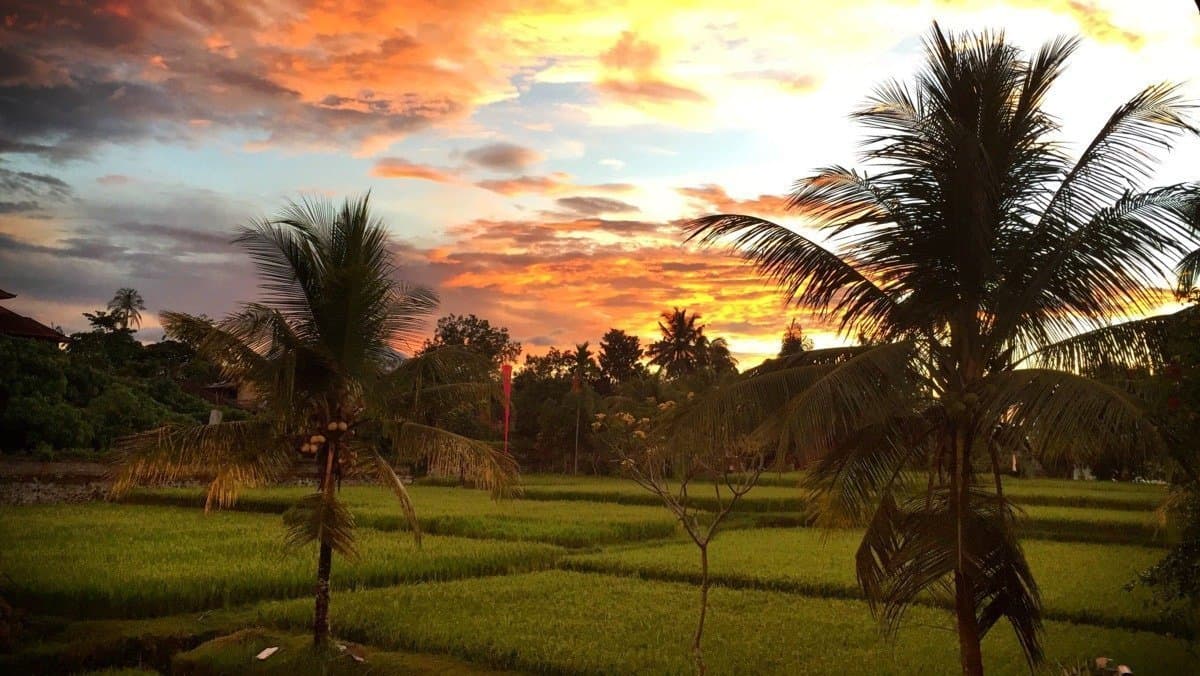 Bali - Zachód słońca nad polami ryżowymi