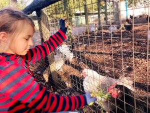 A Farm in London? Is This Possible? - Mudchute City Farm 6
