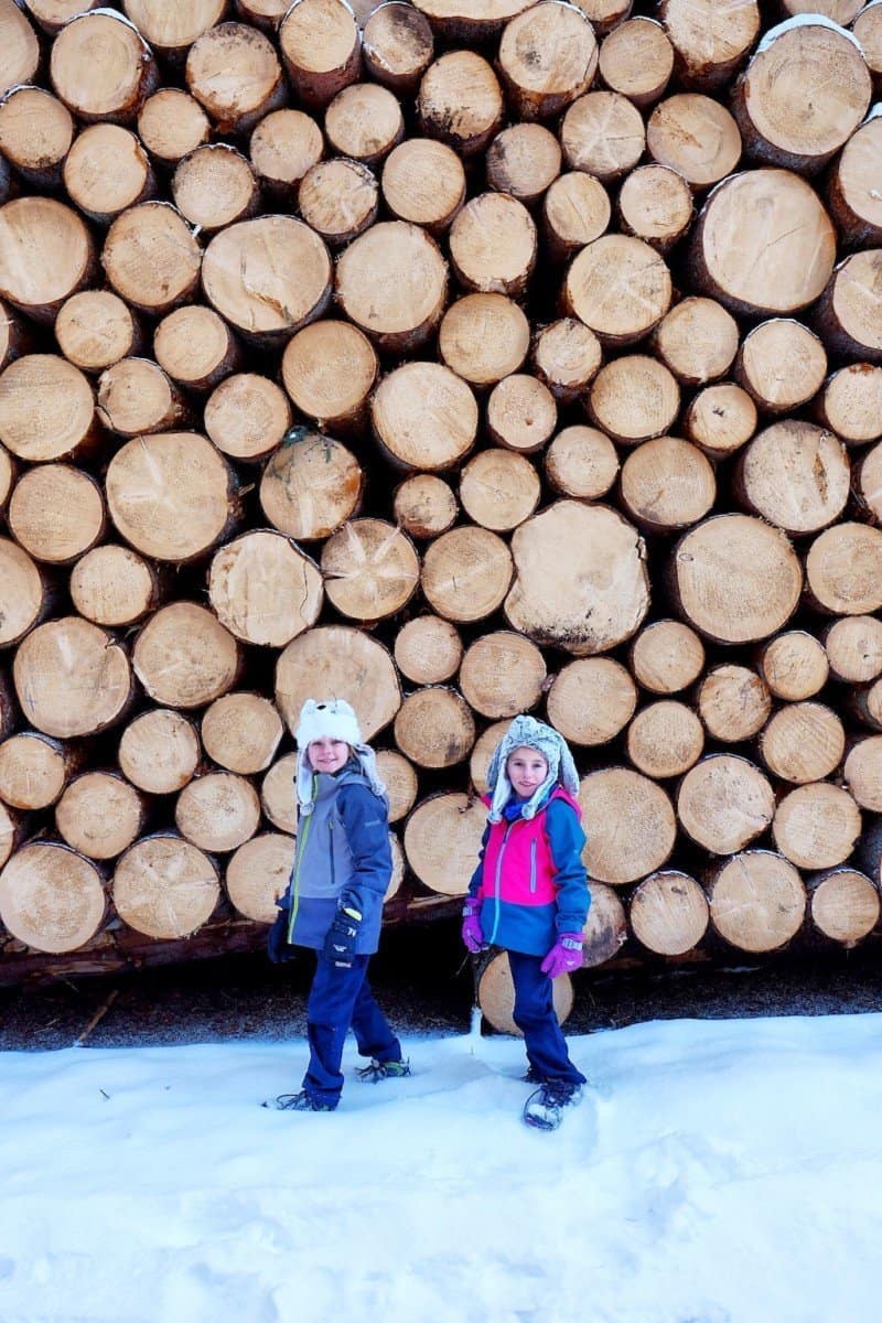 Cutted norwegian Spruce in Paneveggio Natural Park, Passo Rolle- close to San Martino, Trentino 
