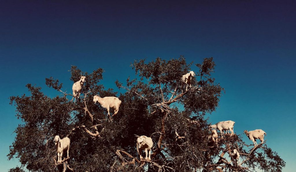 thinga to see in essaouira - goats on argan tree, goats on a tree morocco