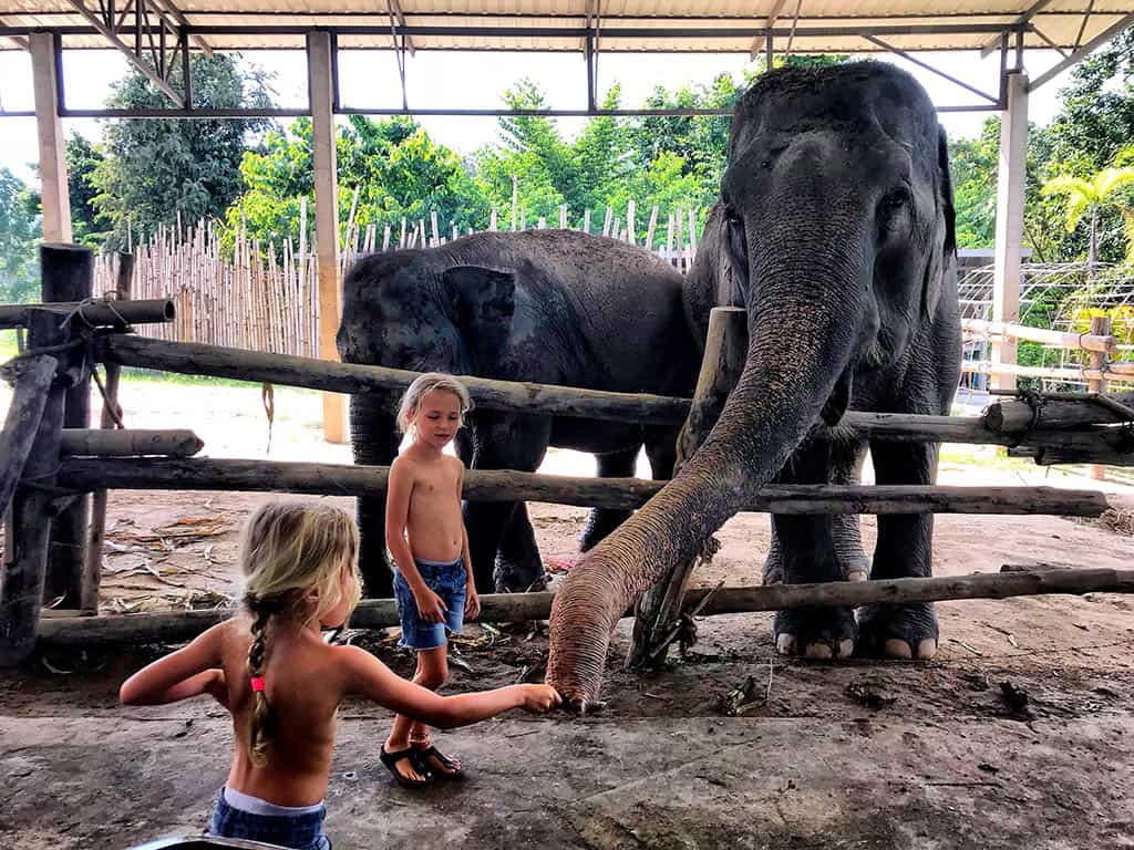 things to do in Chiang Rai with children - visit elephants farm