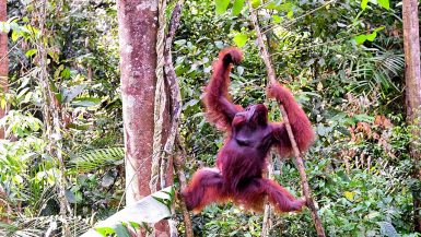 things to do in Kuching - visiting Orangutan rehabilitation center