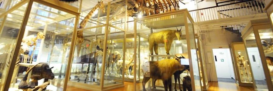 The Best Natural History Museums Around the World 14