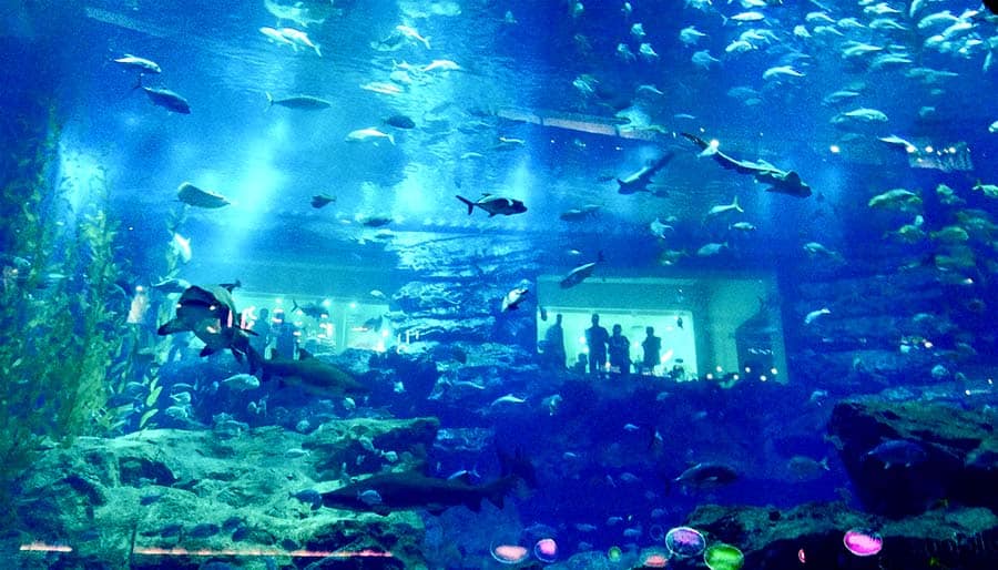 million gallons of water  dubai mall aquarium	
aquarium dubai whale sharks, best aquariums in the world