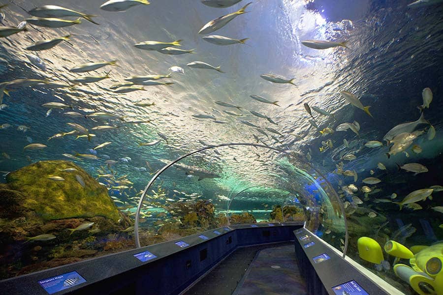 worlds aquariums - tunel in aquarium best aquariums in the world