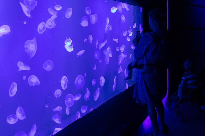 jelly fish in Aquarium, aqua best aquariums in the world