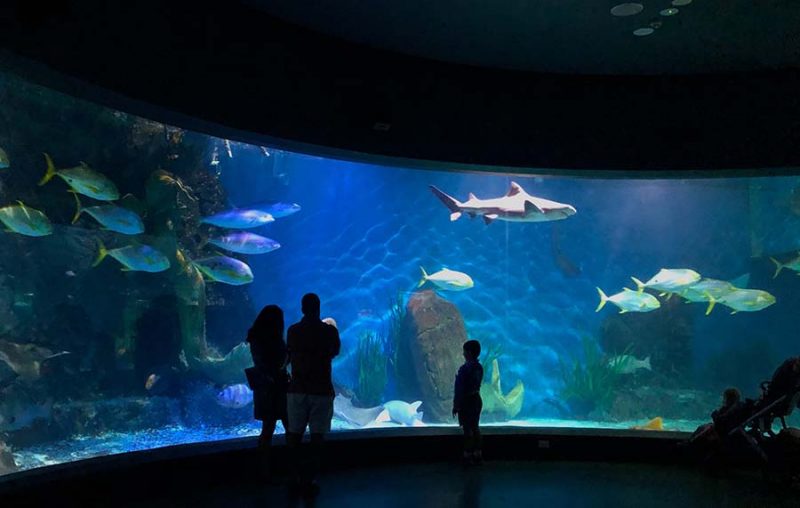 Best Aquariums in the World 5