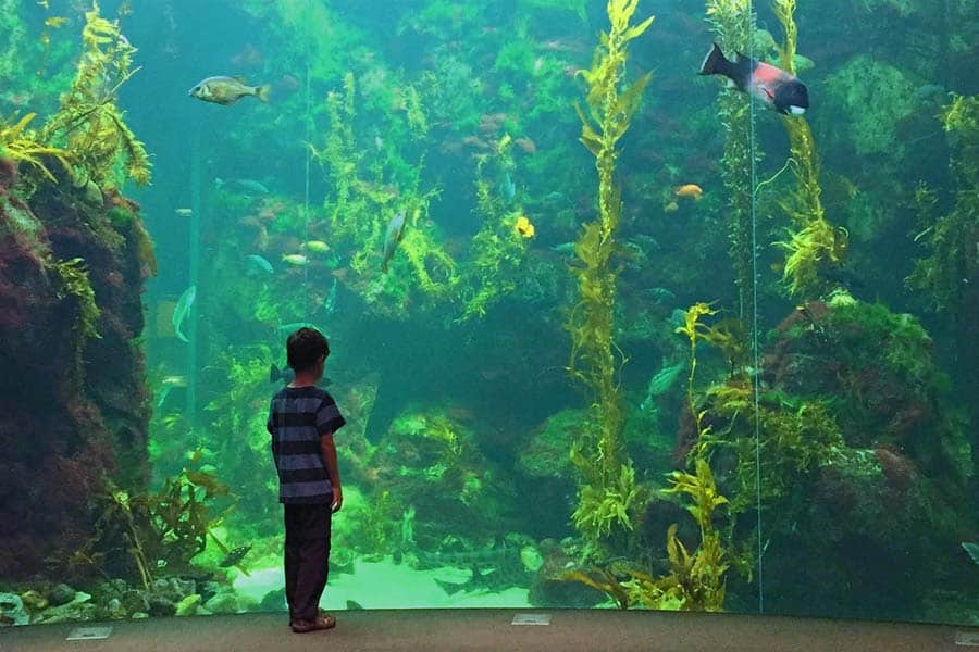 kid in aquarium, aquarium with million gallon tank marine life in best aquariums in the world