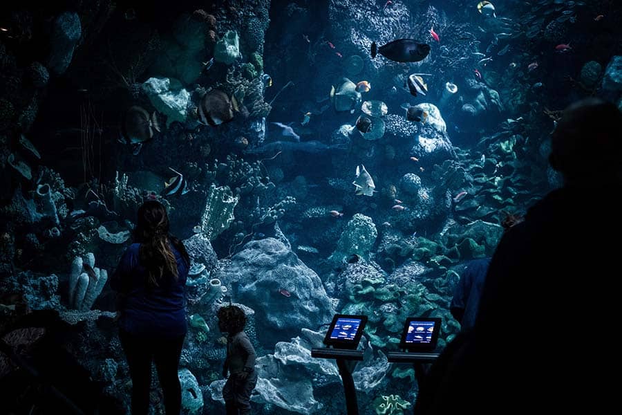 10 million galons aquarium - chicago best aquariums in the world
