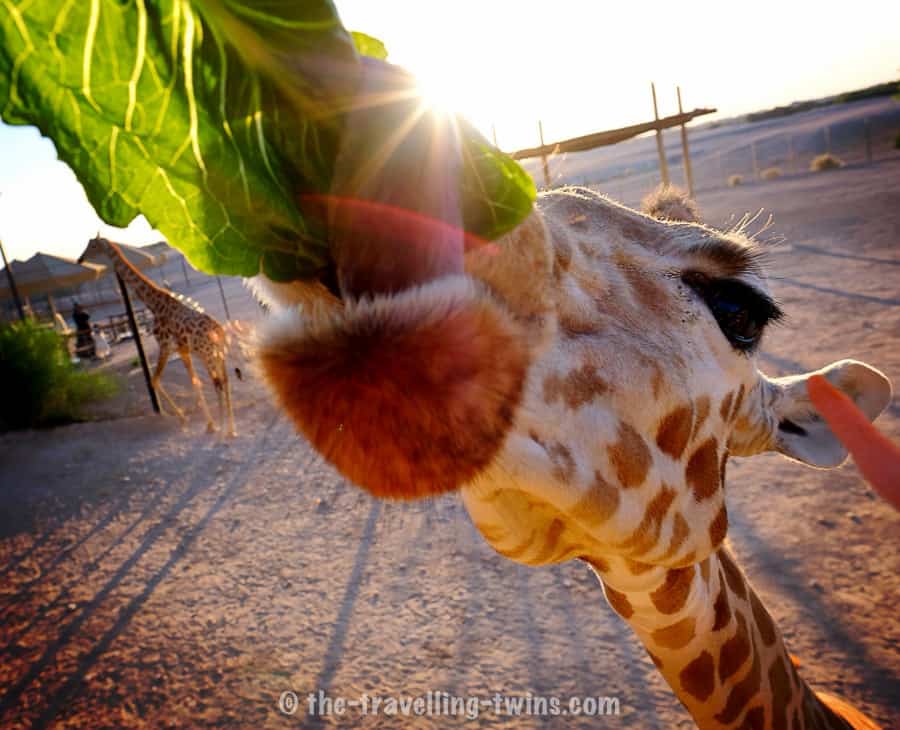 Breakfast with Giraffes in Abu Dhabi zoo - kids had great fun