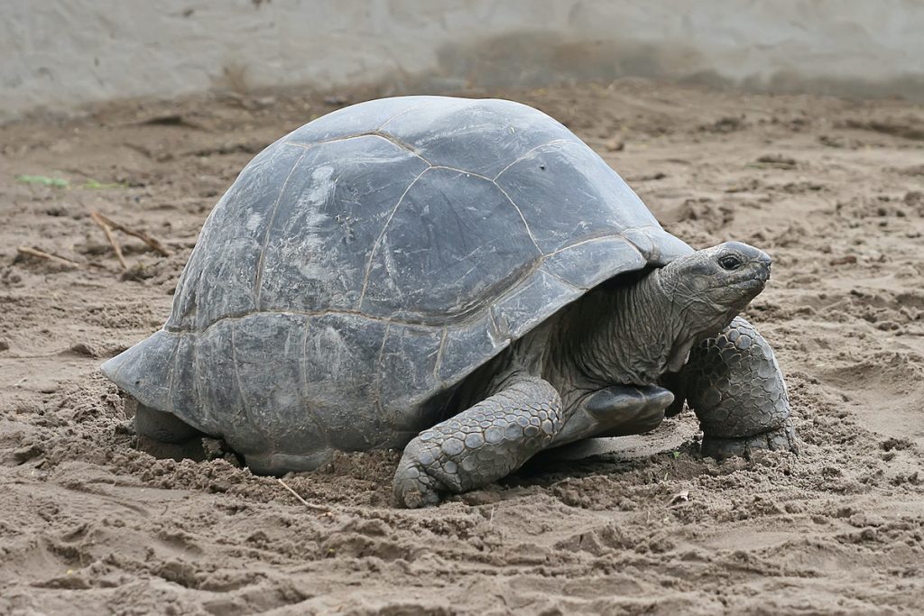 turtle on a prison island, zanzibar Tanzania 