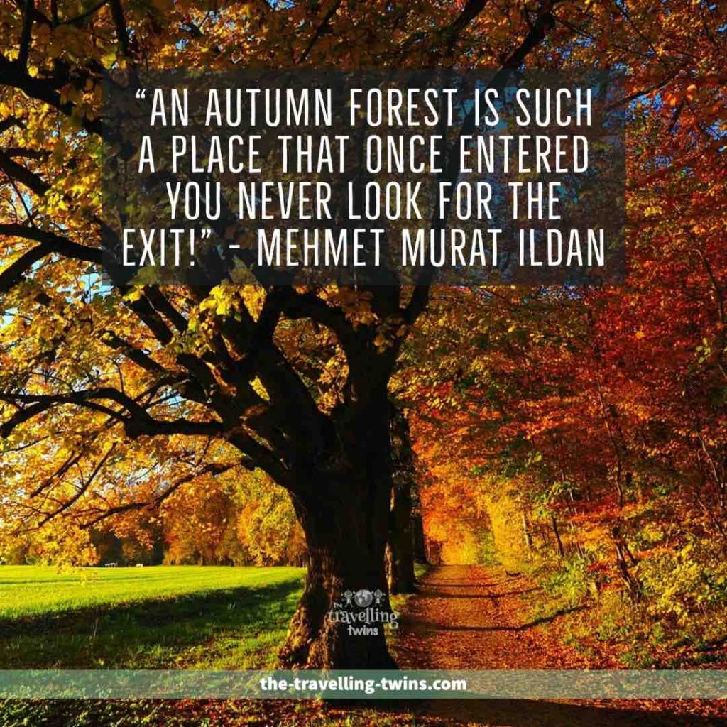 Quotes about Forests 16