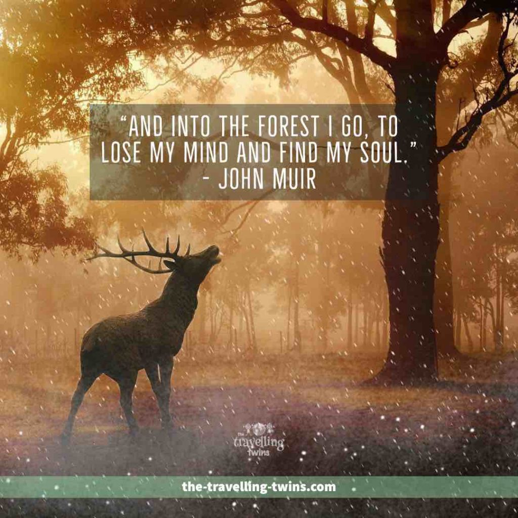 Quotes about Forests 14