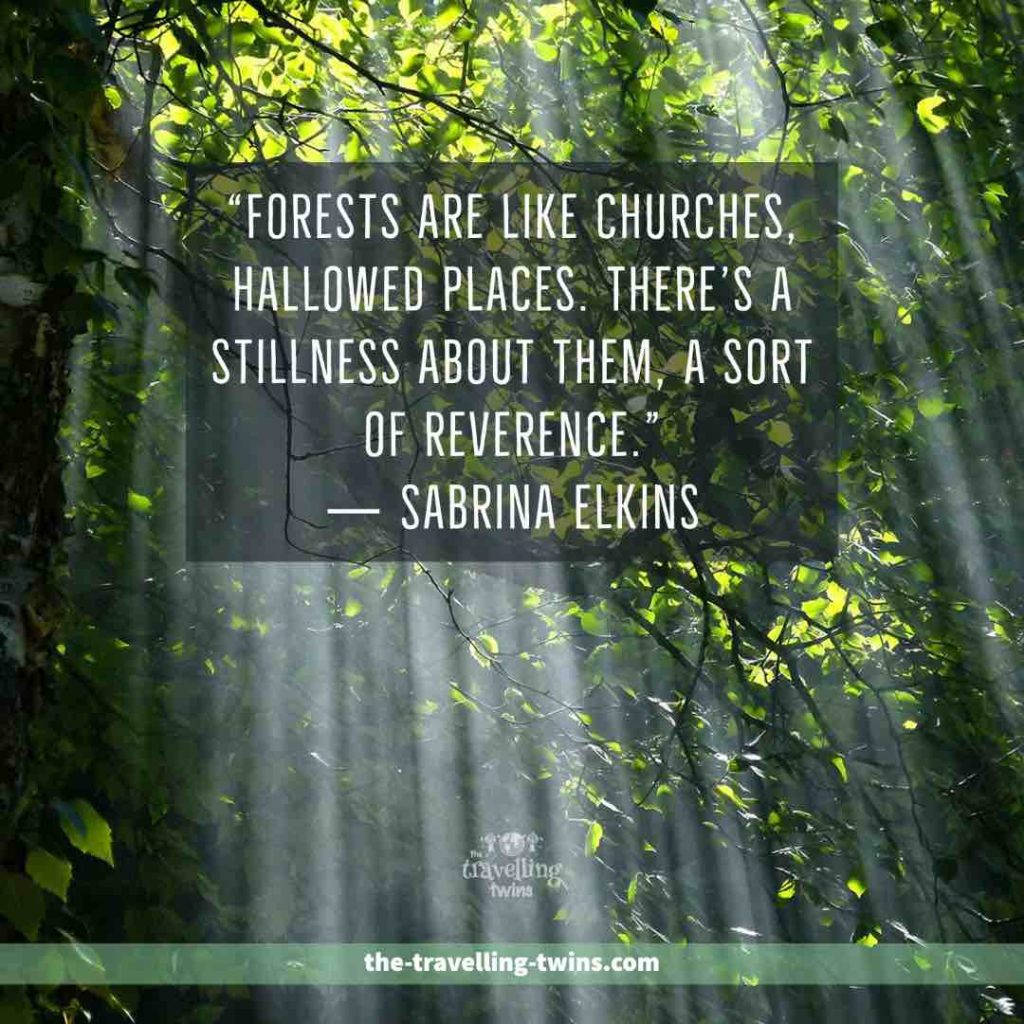 Quotes about Forests 20