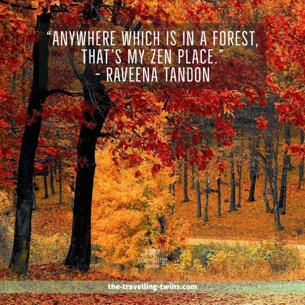 Quotes about Forests 13