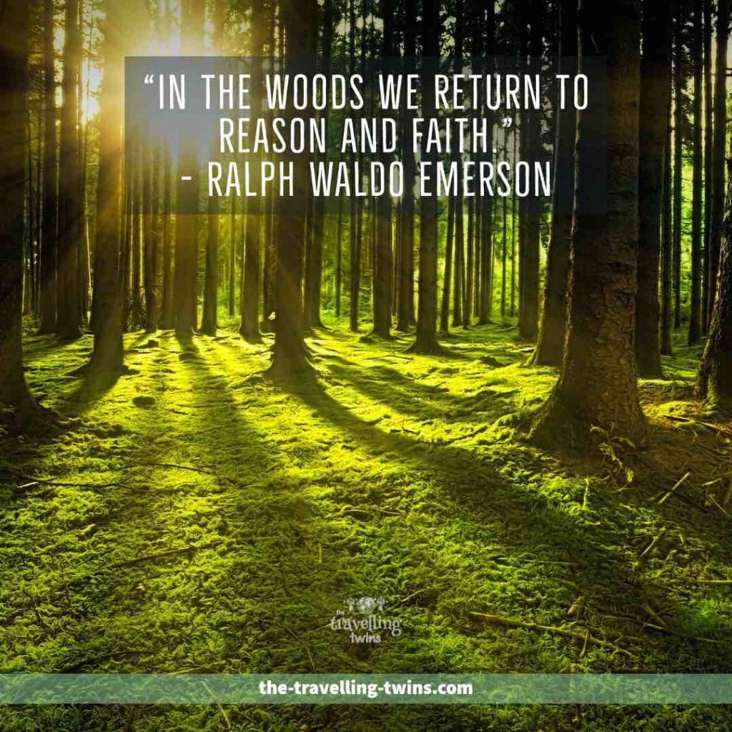 Quotes about Forests 15