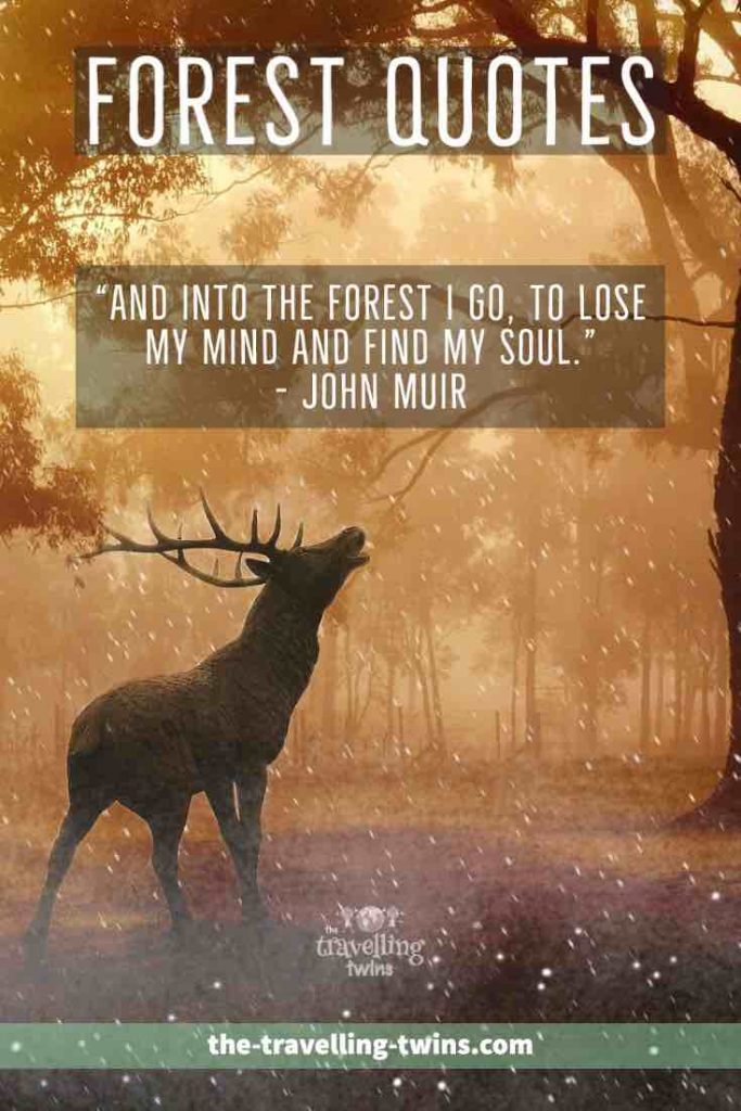 motivational quotes about forests 