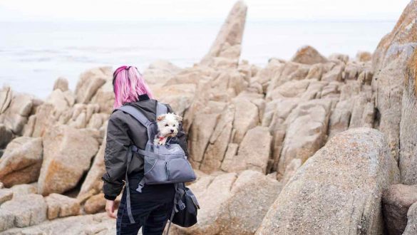 Hiking with a Dog in a Backpack - Best Dog Carrier Backpack 126