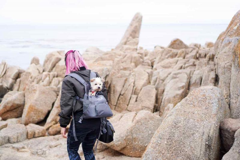 Hiking with a Dog in a Backpack - Best Dog Carrier Backpack 5